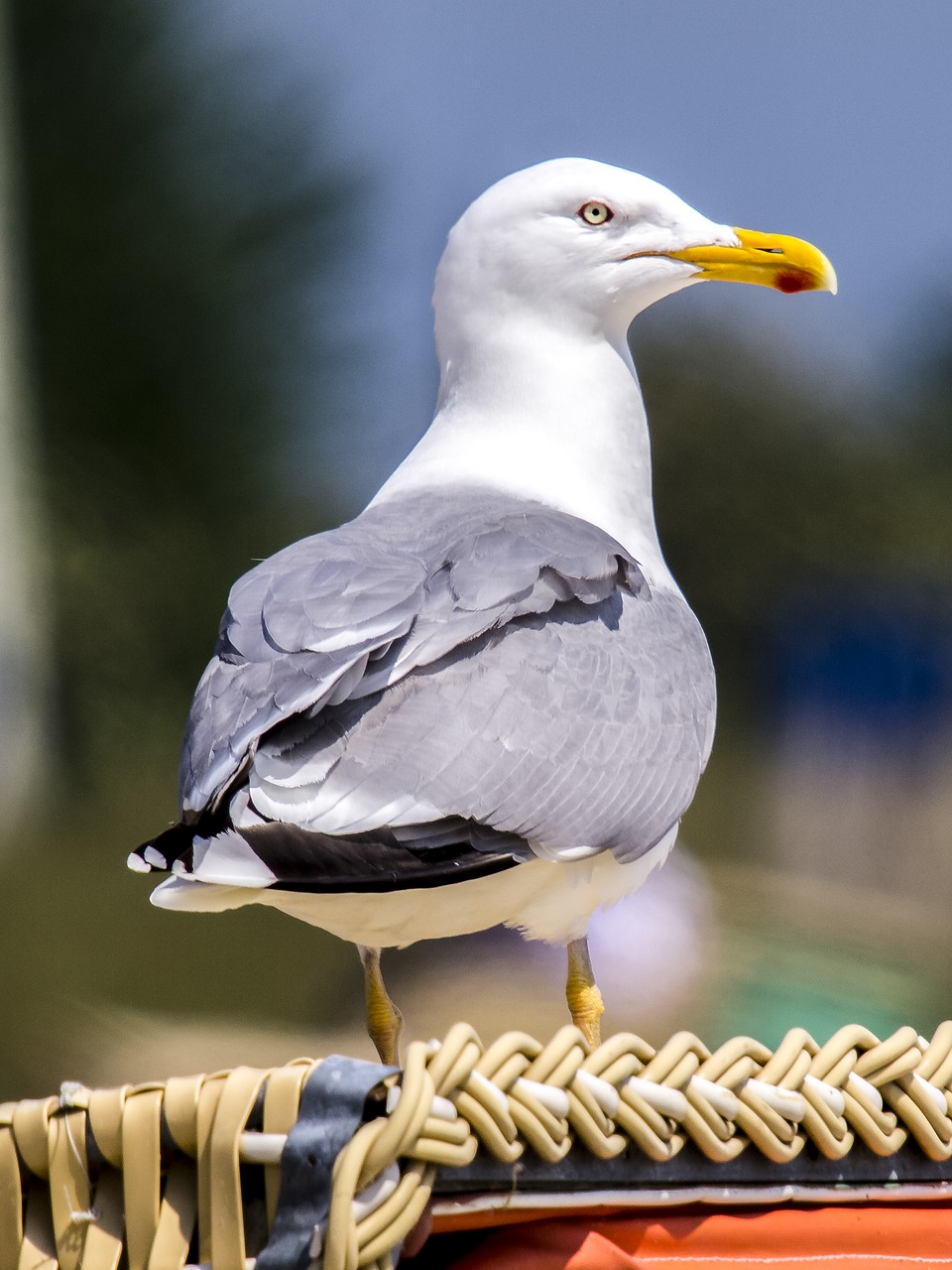 seagull herring gull bird free photo