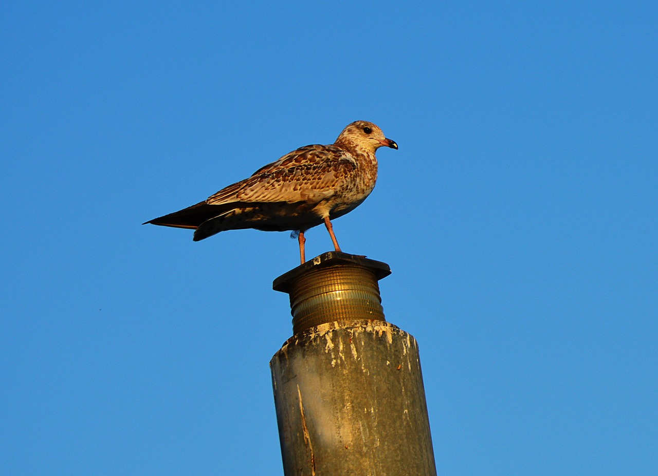 seagull sea port free photo