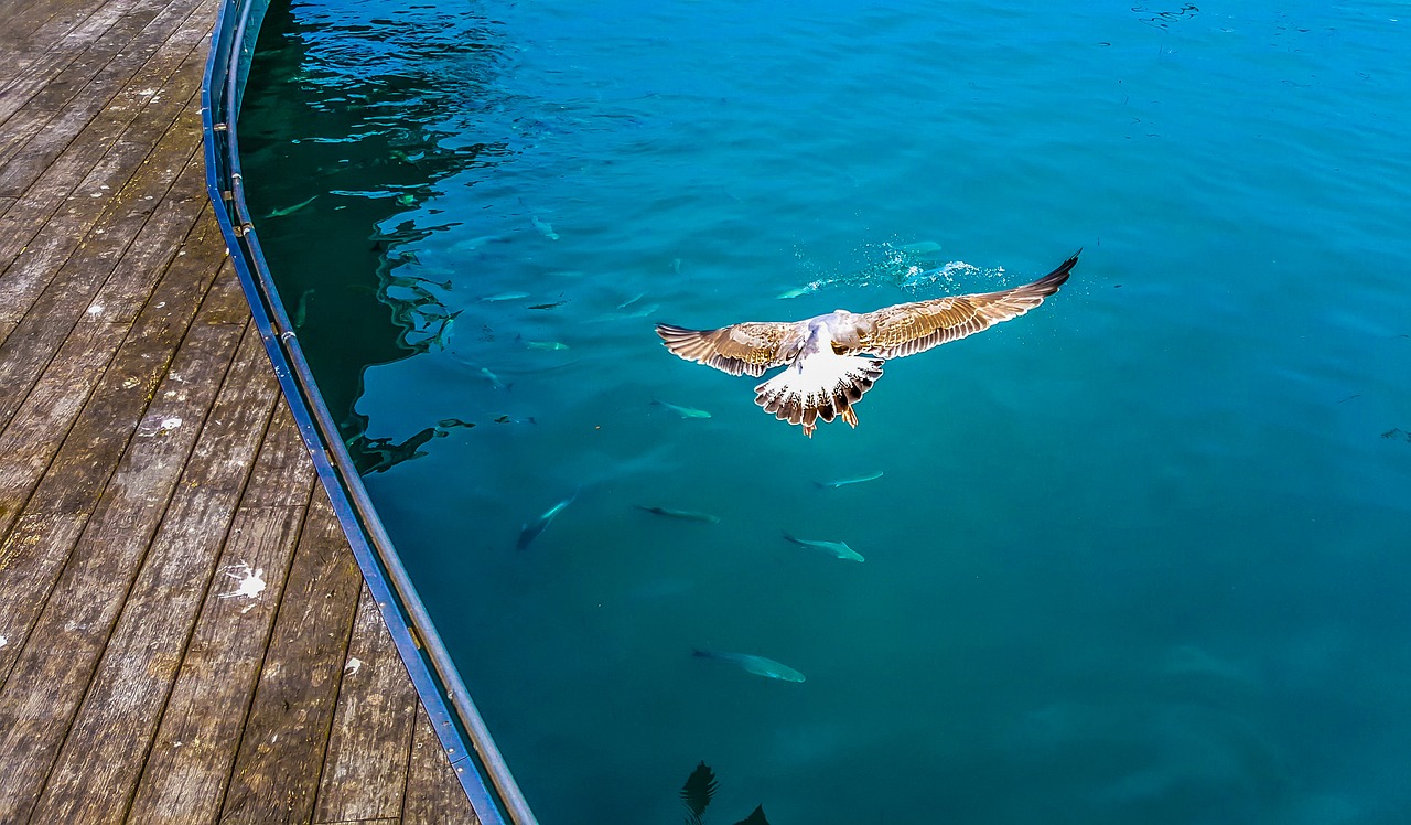 seagull bird dive free photo