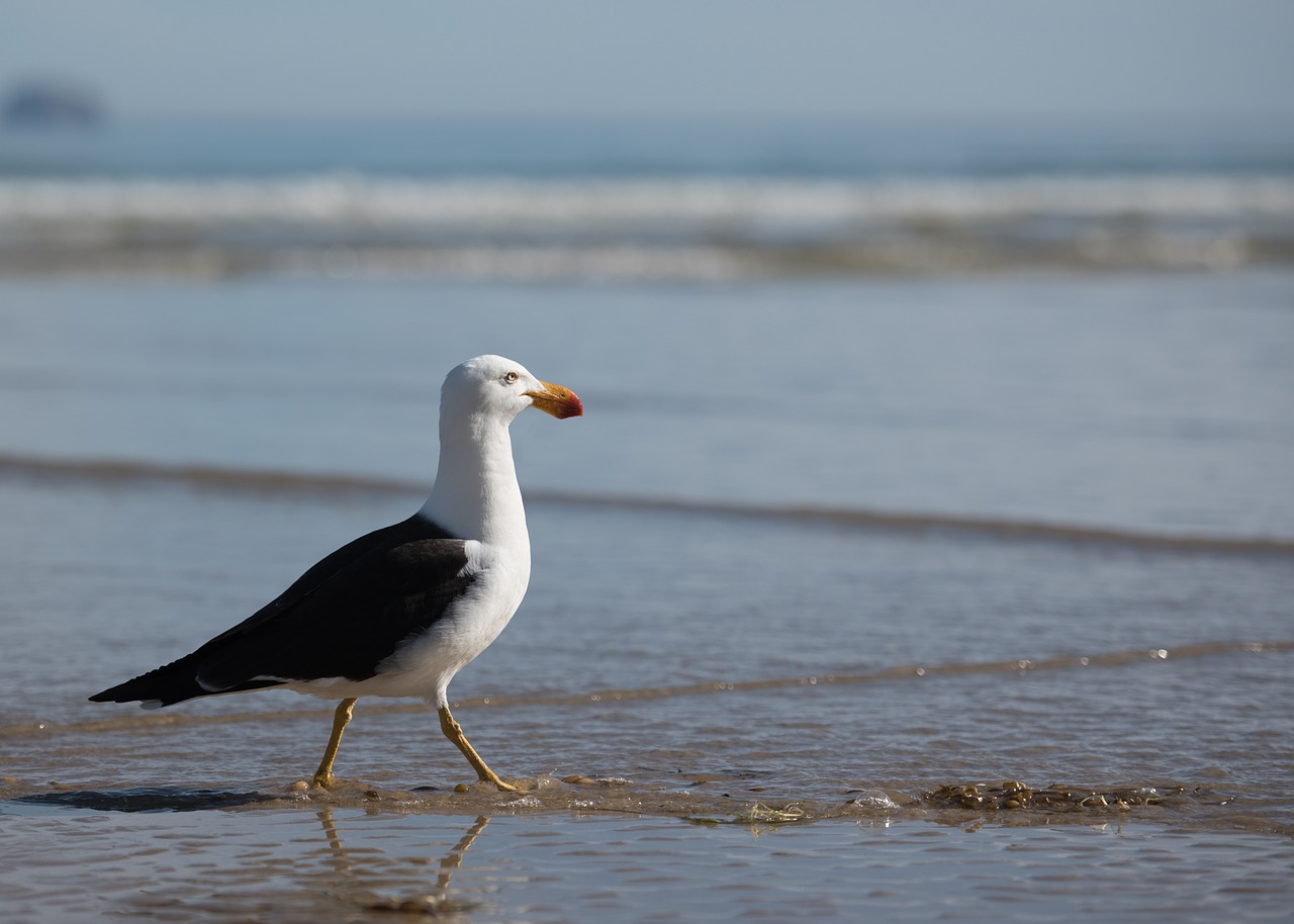 seagull sea bird bird free photo