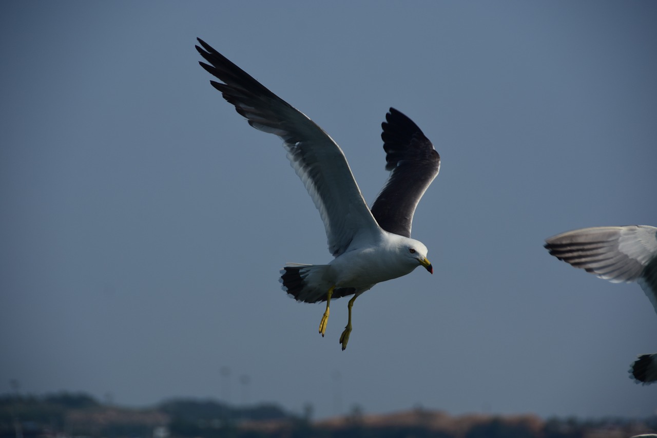 seagull emergency flight free photo