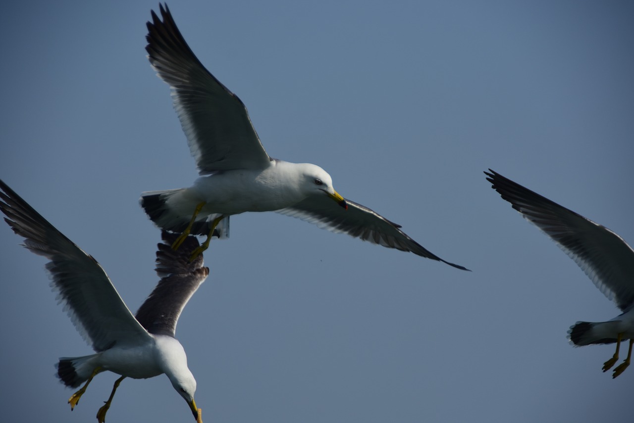 seagull emergency flight free photo