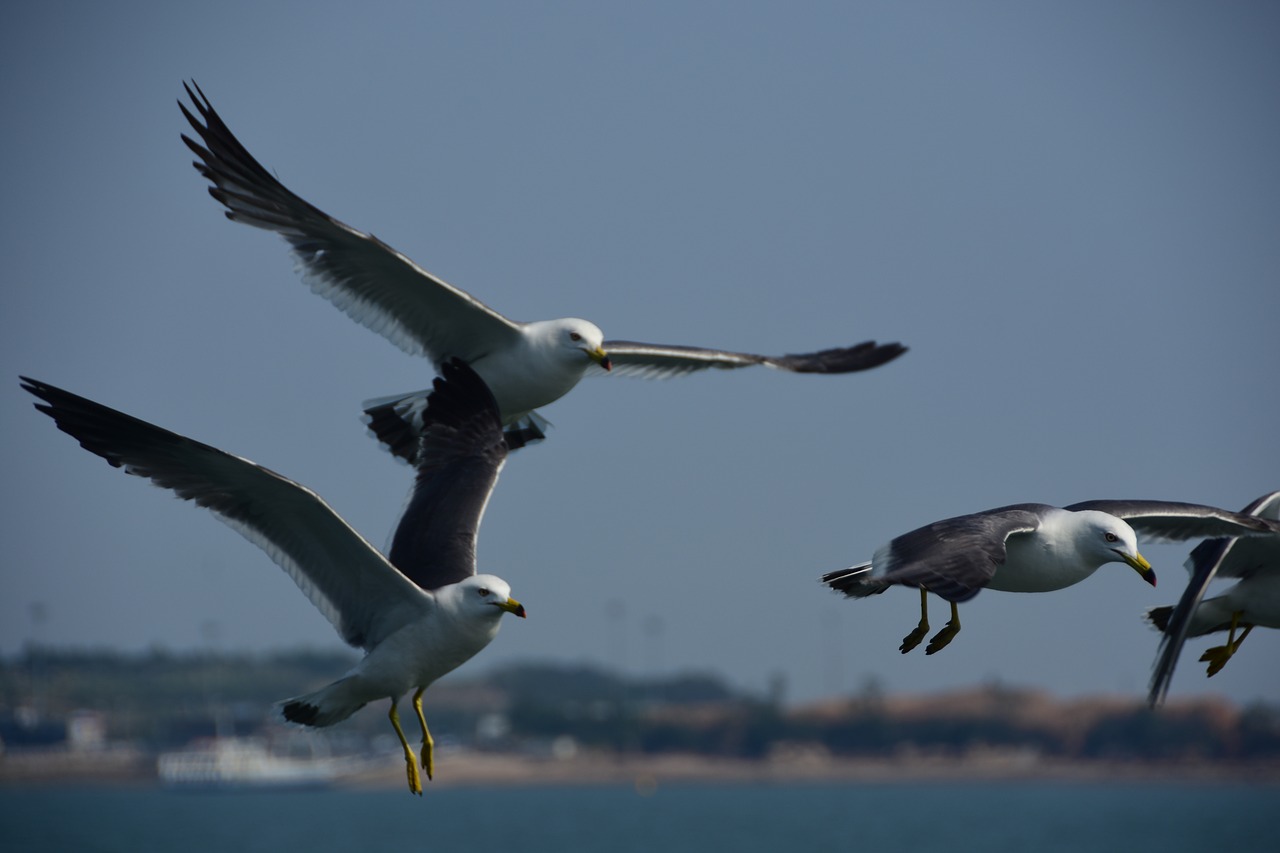 seagull emergency flight free photo