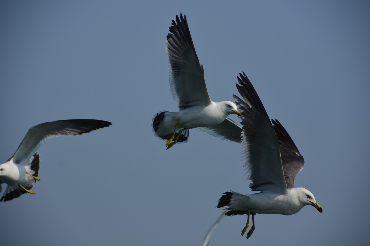 seagull emergency flight free photo