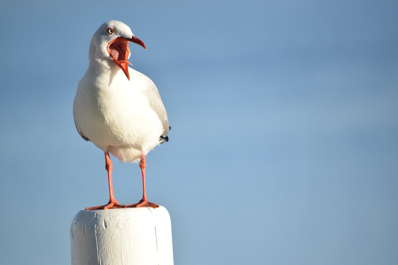 seagull bird animal free photo