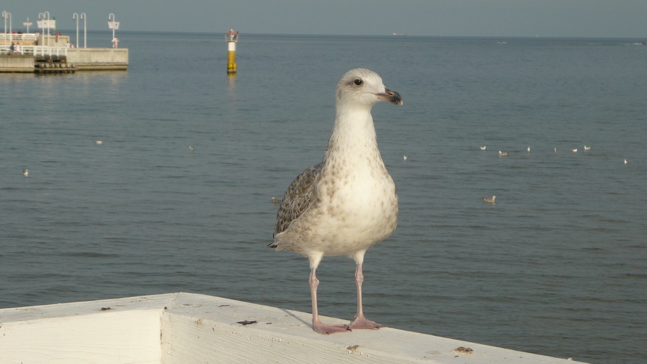 seagull the pier sopot free photo