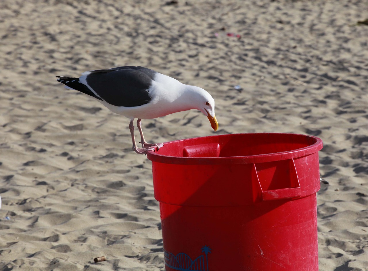 seagull trash bird free photo