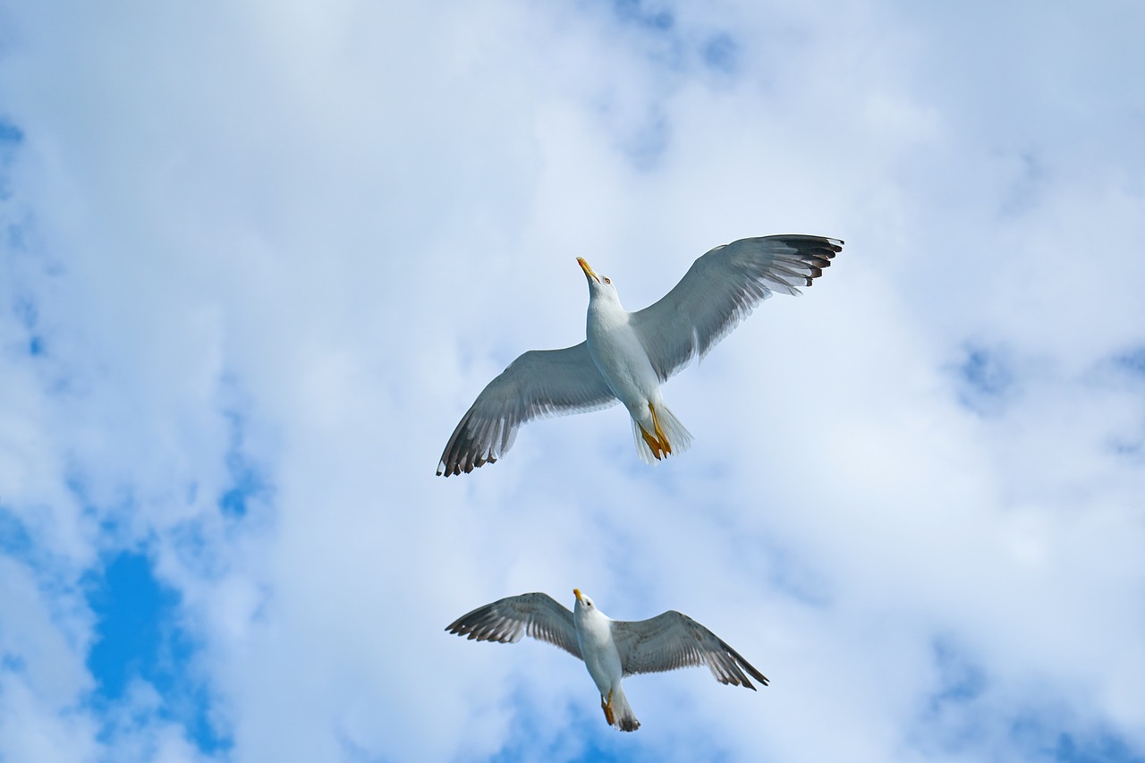 seagull bird gulls free photo