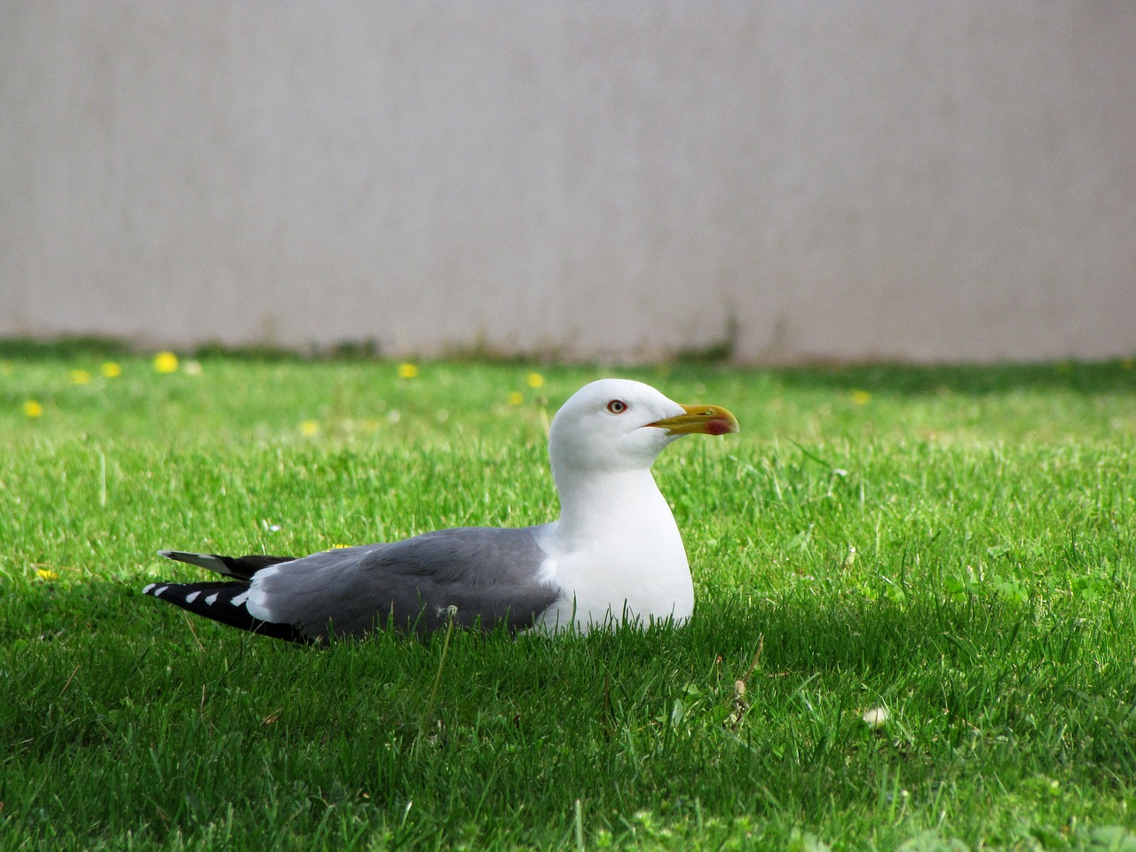 seagull bird animal free photo