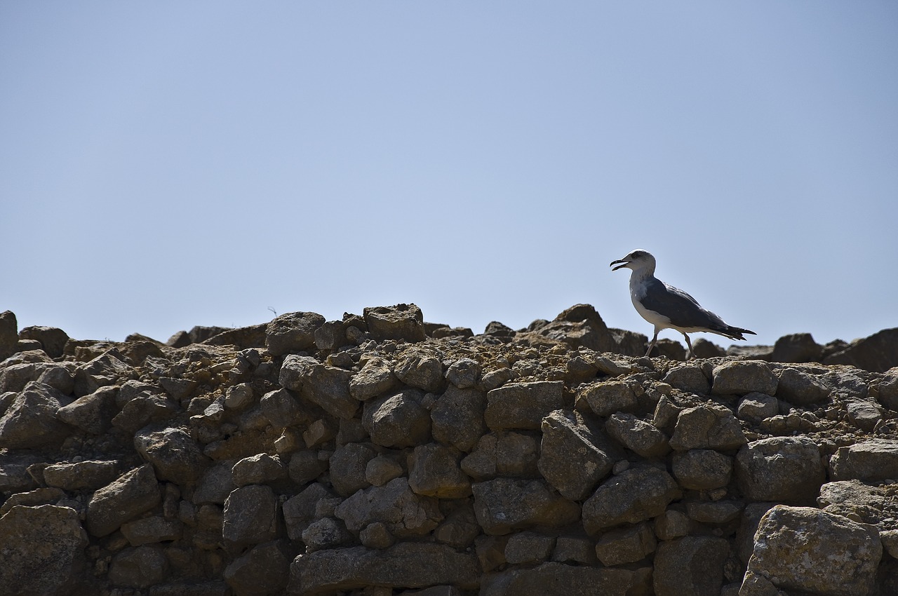 seagull empúries rocks free photo