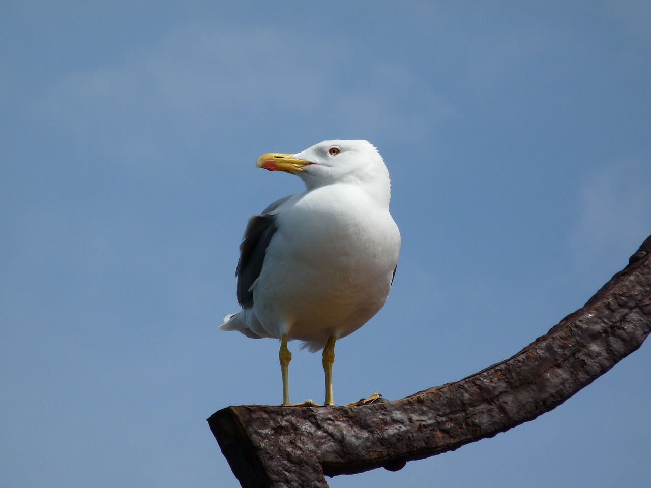 seagull water bird sea free photo