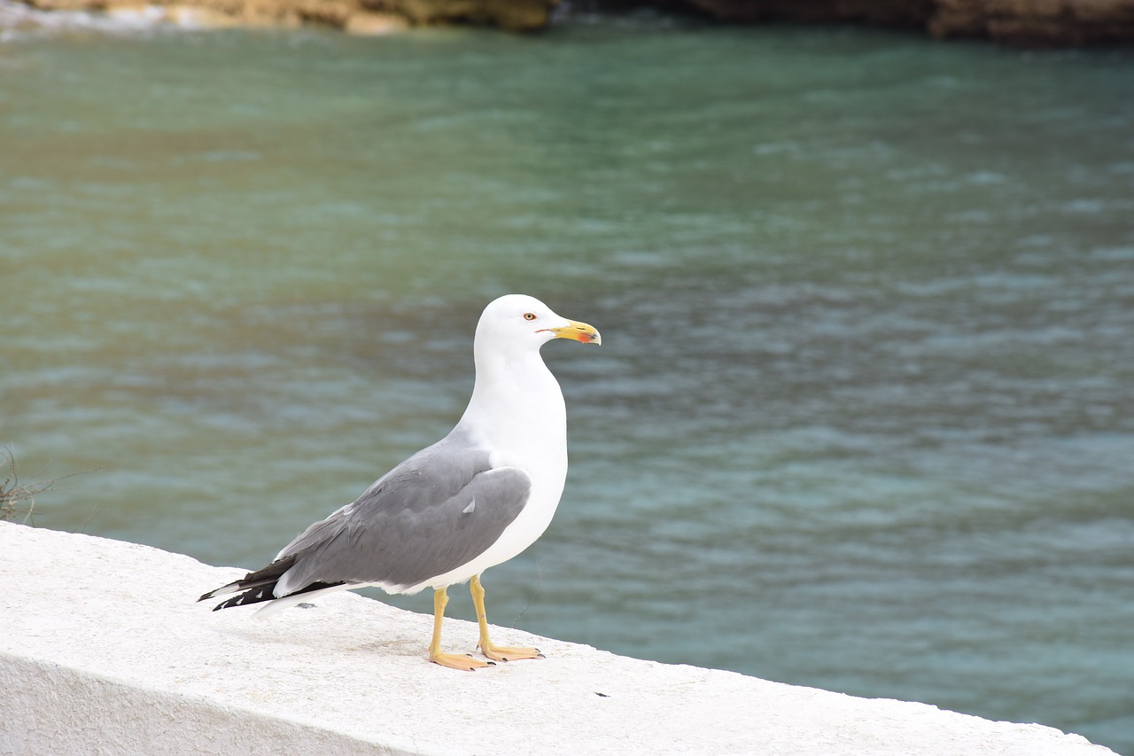 seagull bird havfugl free photo