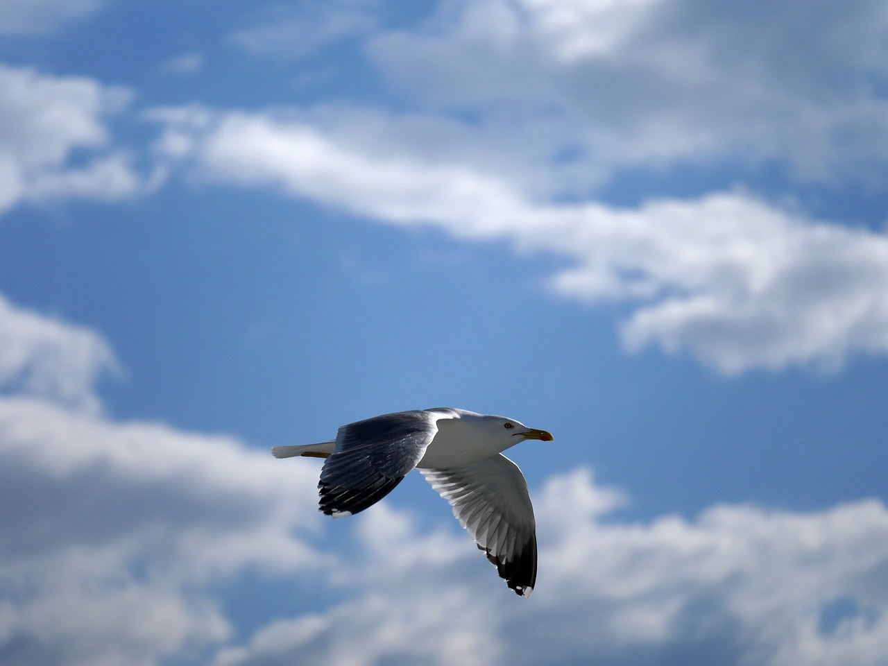 seagull glide flight free photo