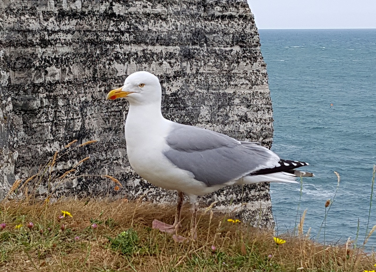 seagull bird animal free photo