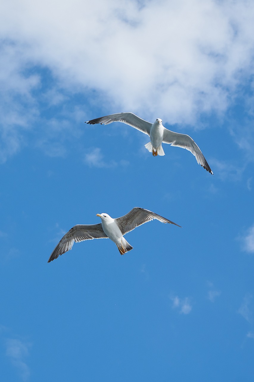 seagull bird gulls free photo