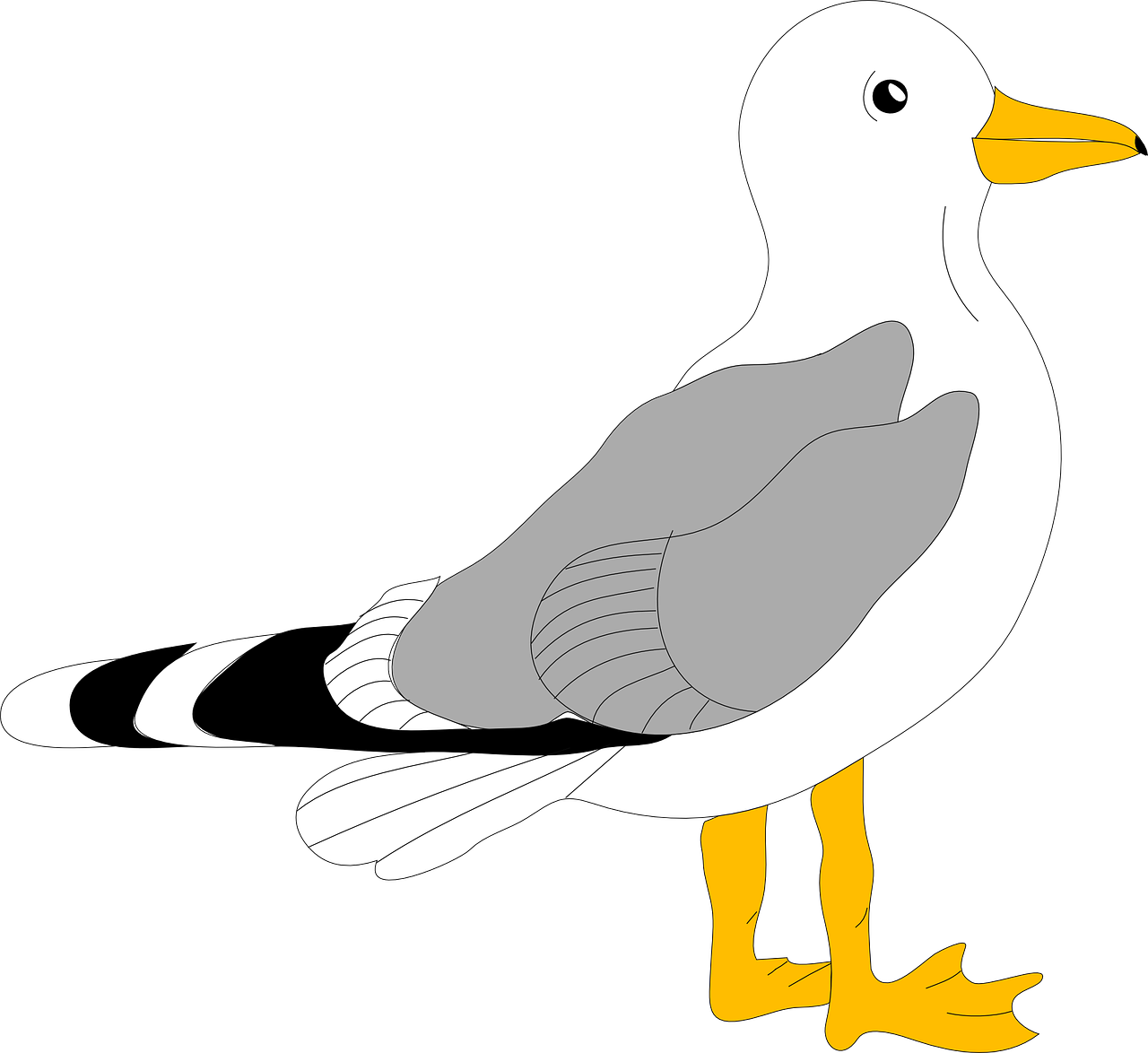 seagull bird stand free photo