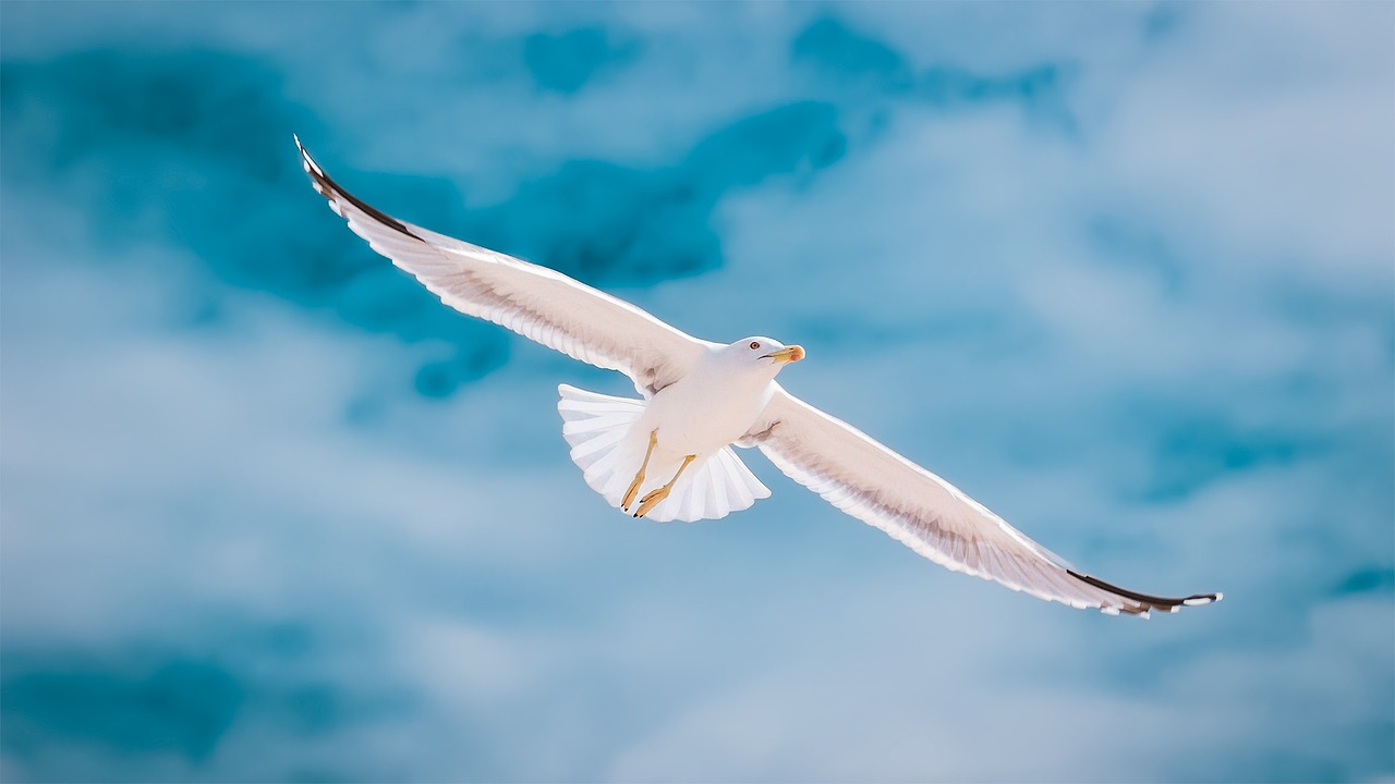 seagull portugal algarve free photo