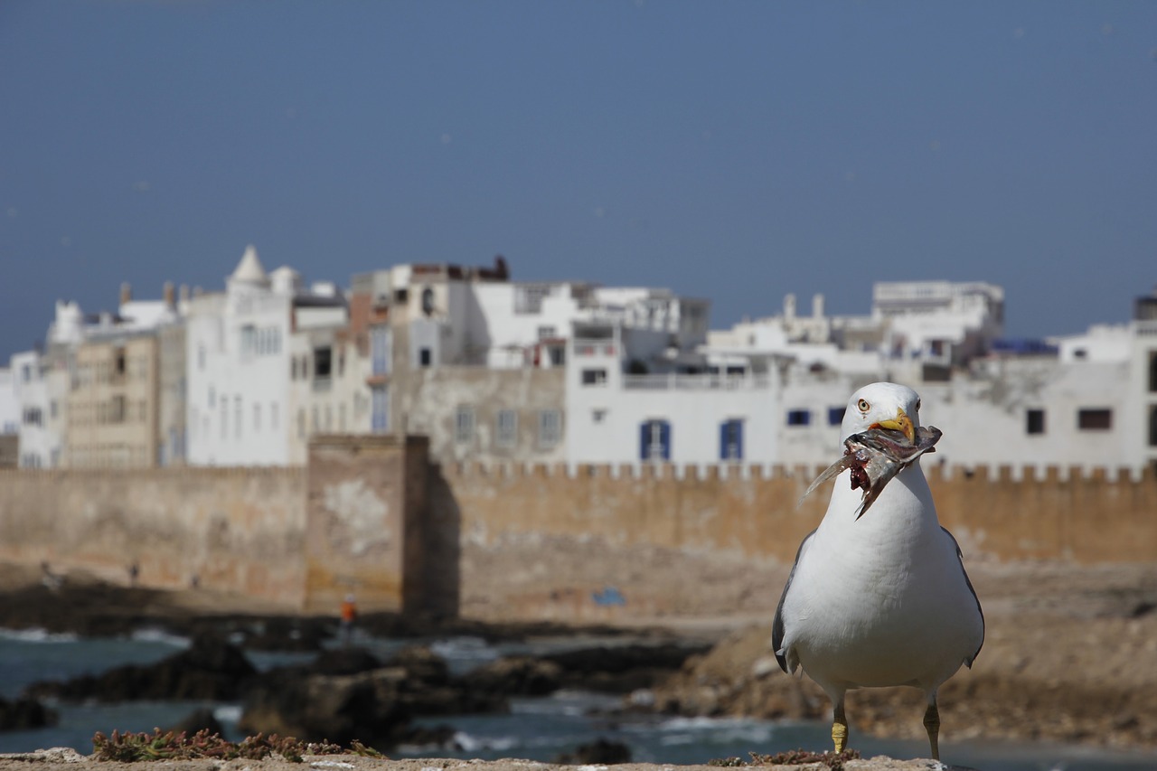 seagull eat bird free photo