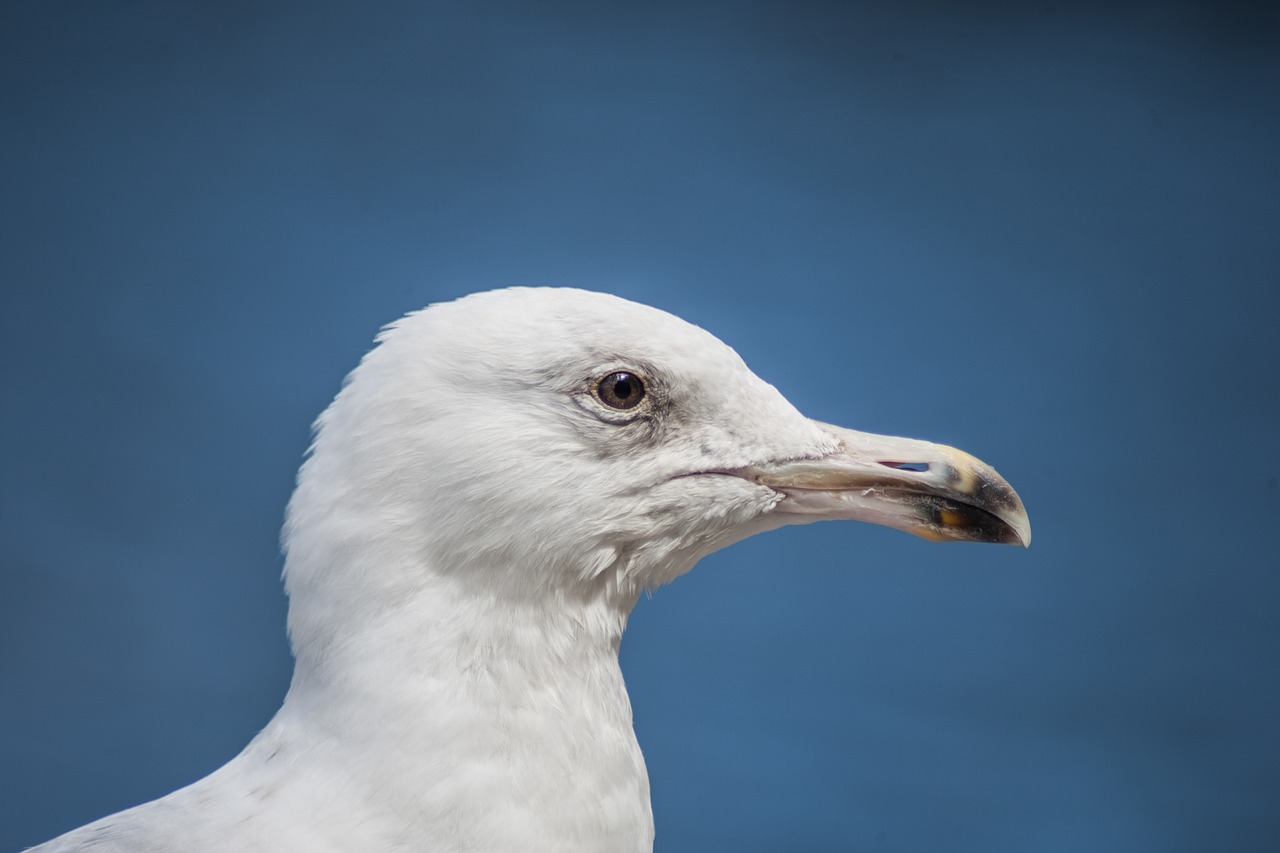 seagull hamburg alster free photo