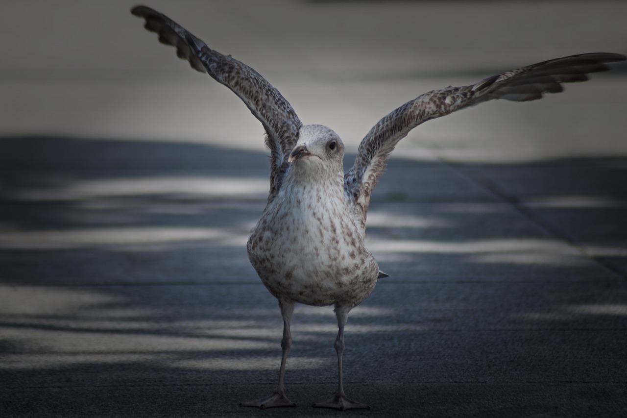 seagull wing animal free photo