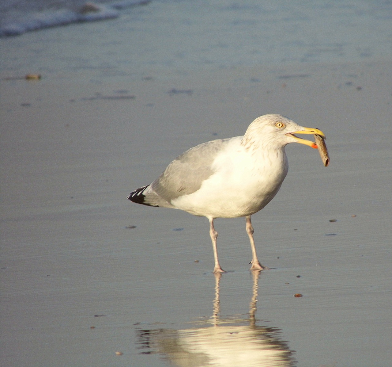 seagull beach sea free photo