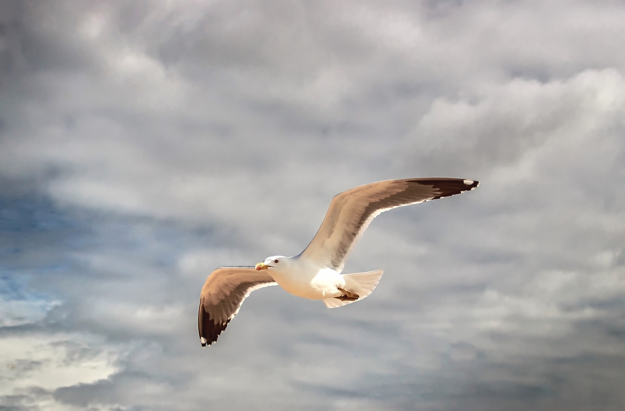 seagull algarve portugal free photo