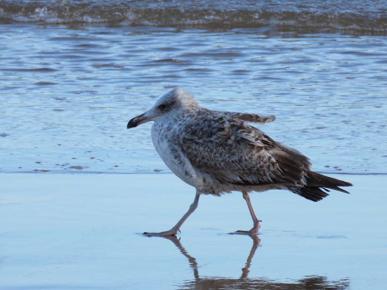 seagull water bird sea free photo