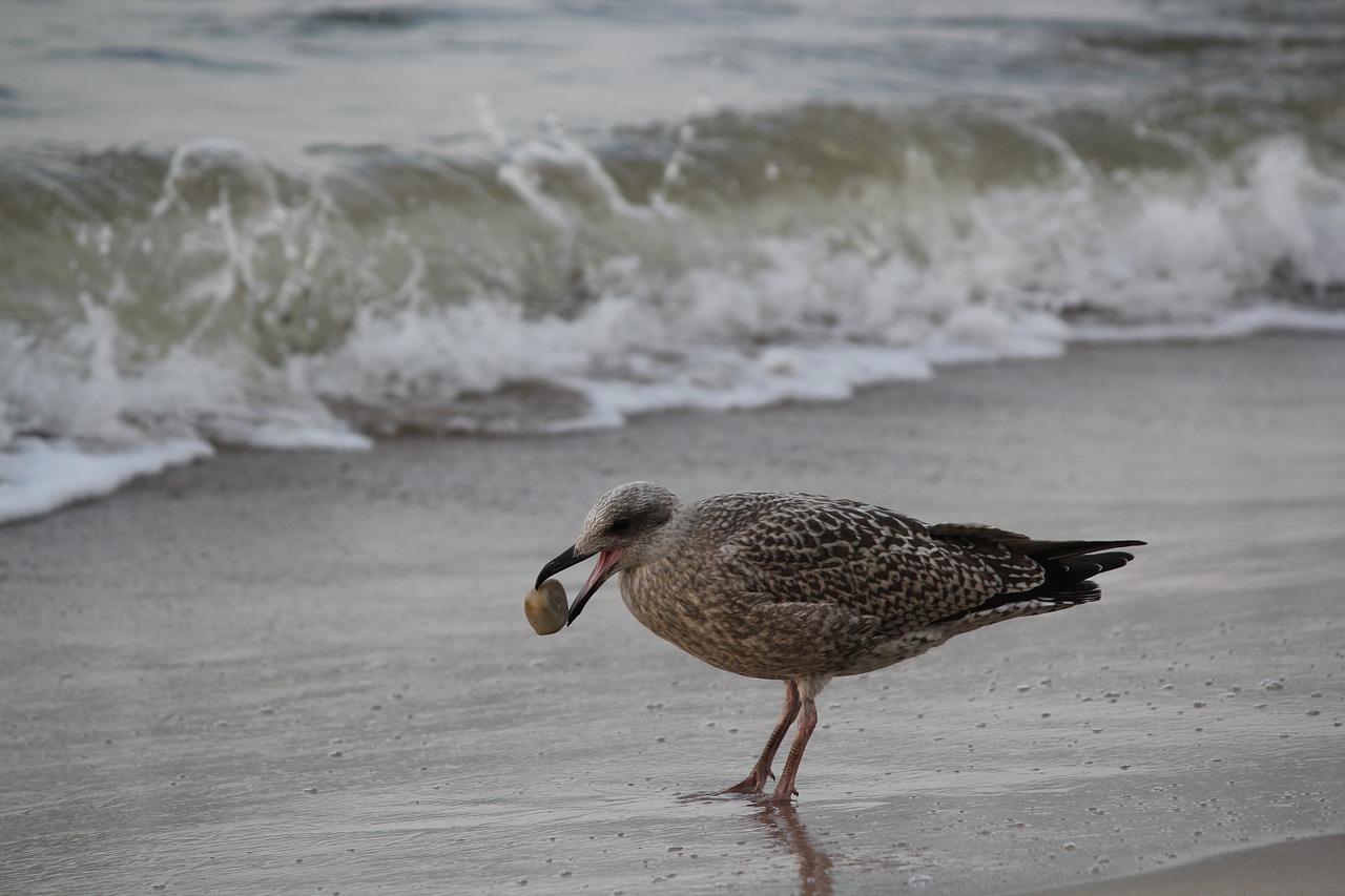 seagull stone bird free photo