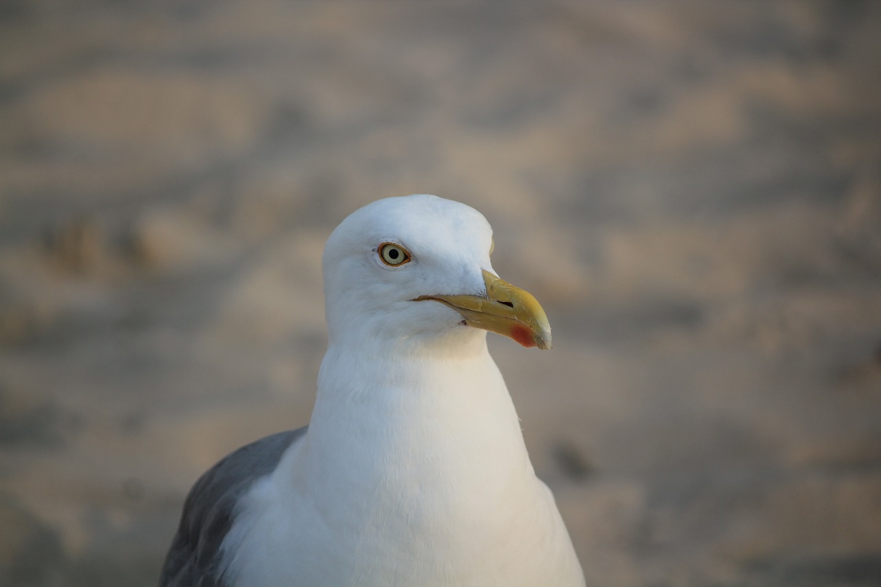seagull white portrait free photo