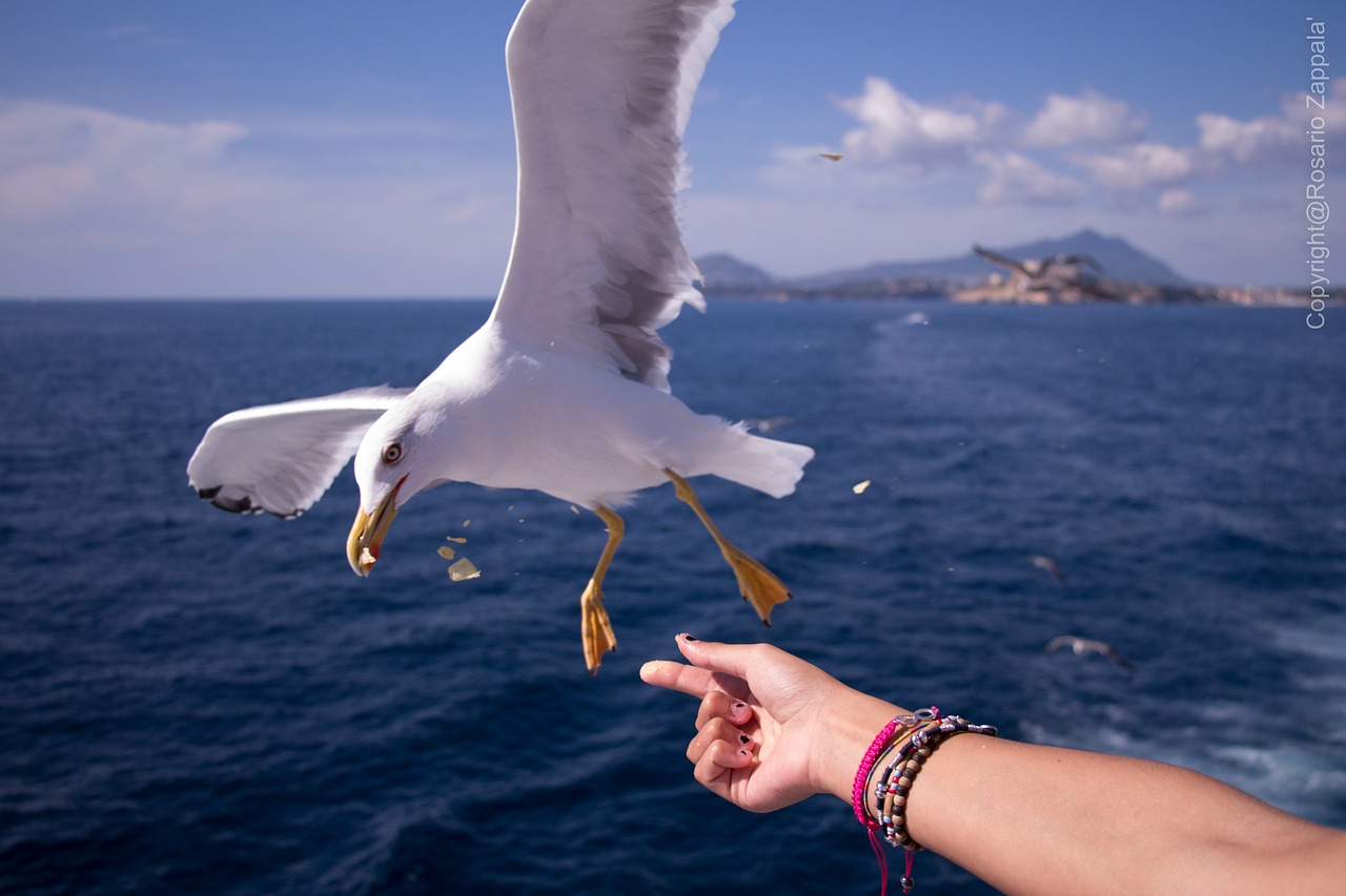 seagull sea ischia free photo