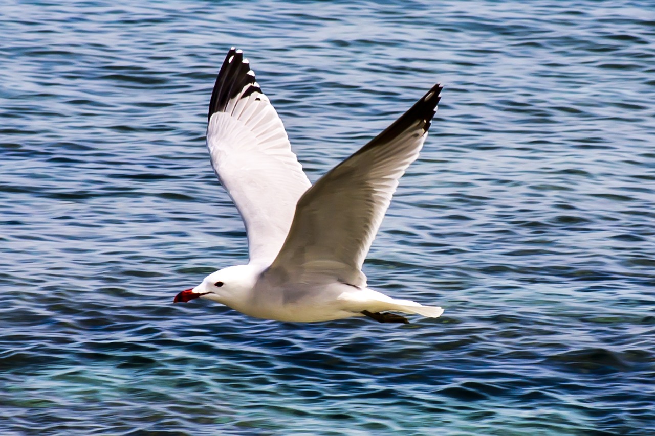 seagull water bird free photo