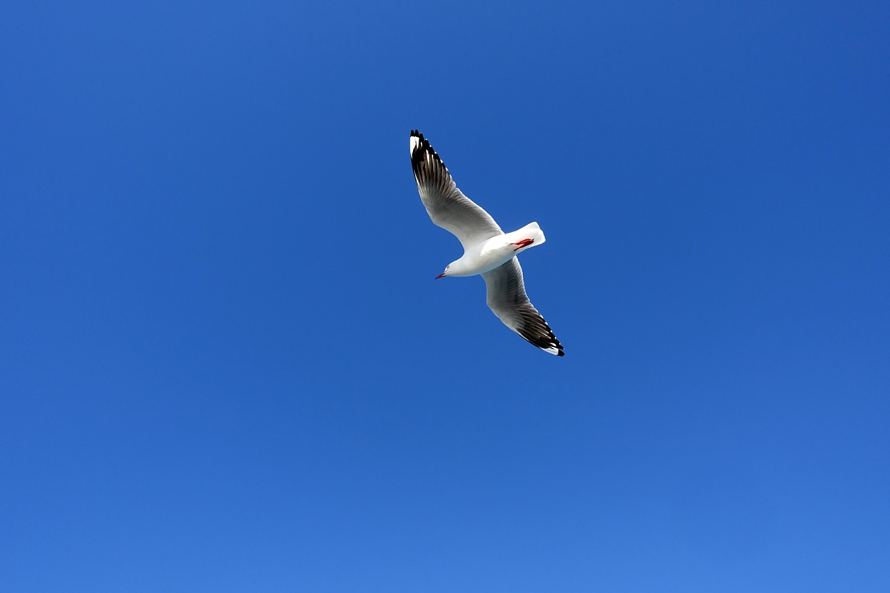 seagull birds wing free photo