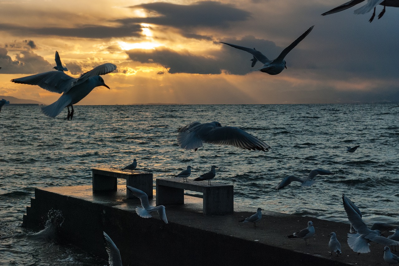 seagull montreux vaud free photo