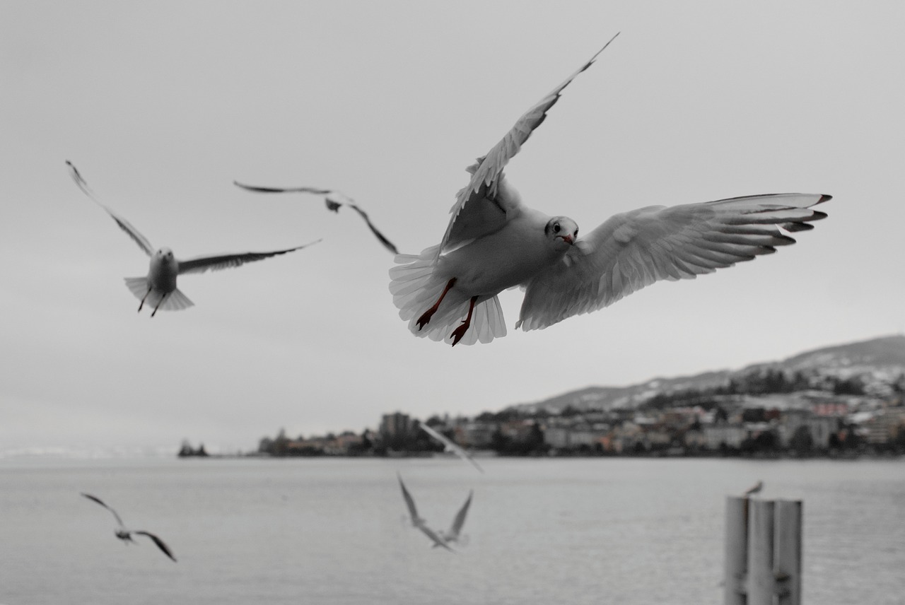 seagull montreux vaud free photo