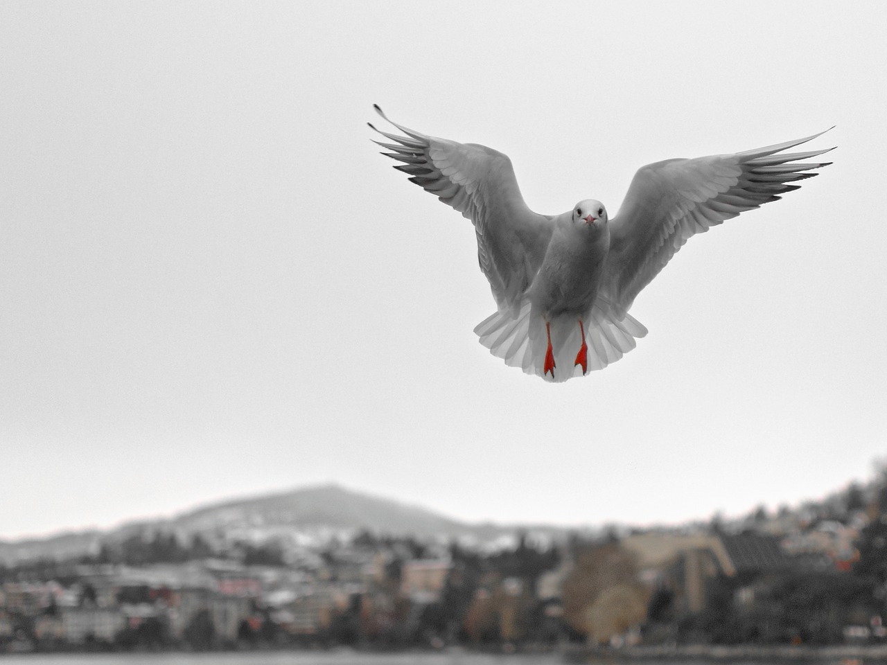 seagull montreux vaud free photo