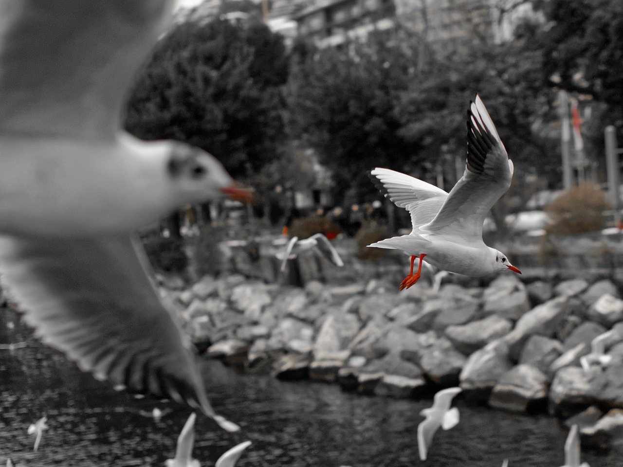 seagull montreux vaud free photo