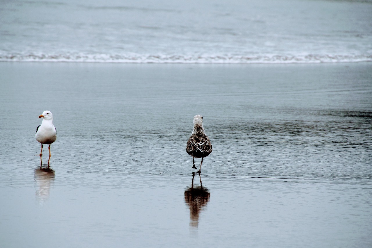 seagull beach two free photo