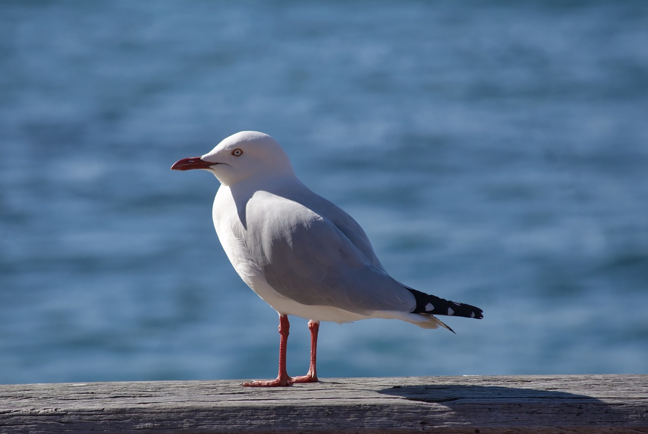 seagull bird fly free photo