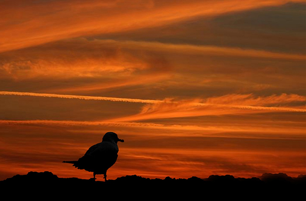 seagull beach sunset free photo