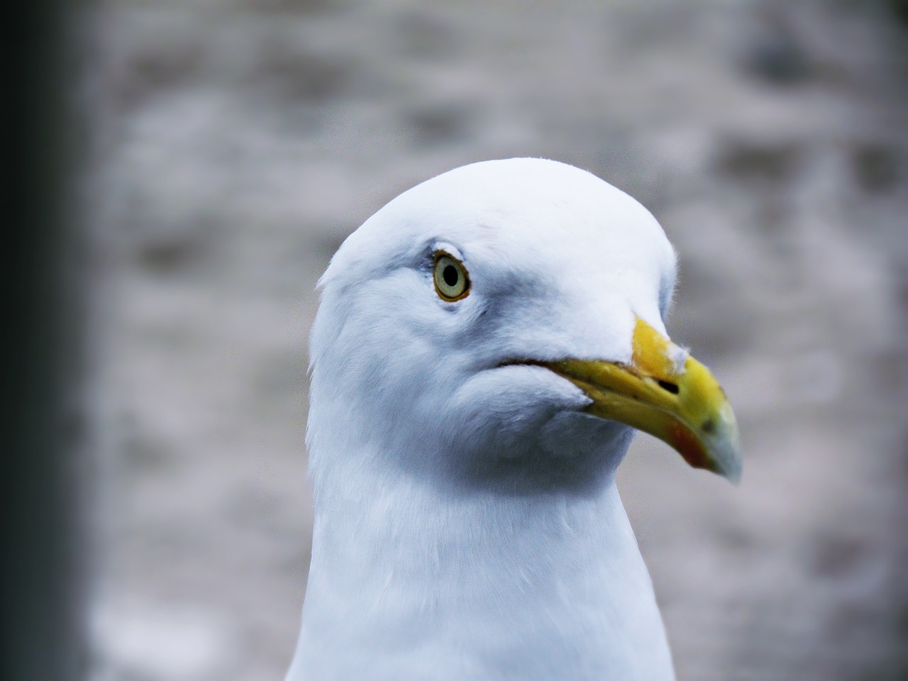 seagull beach sand free photo