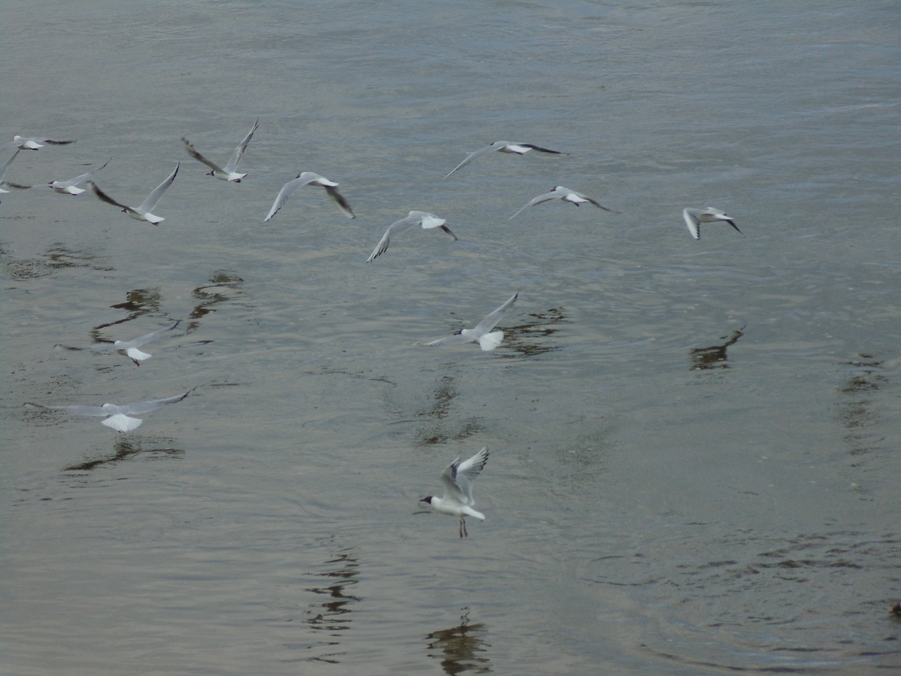 seagull bird sea free photo