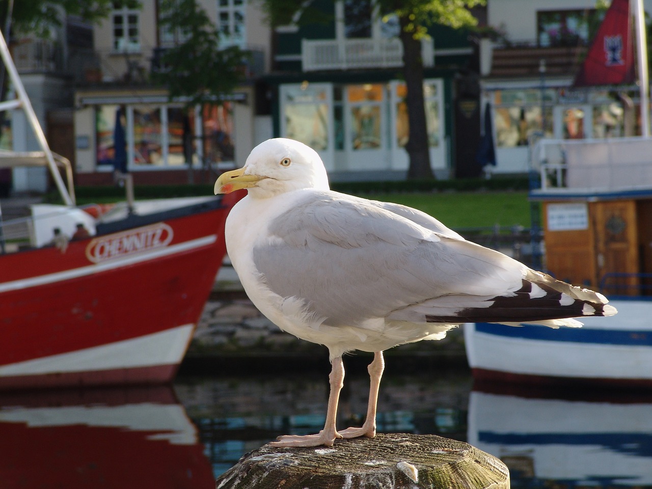 seagull nature bird free photo