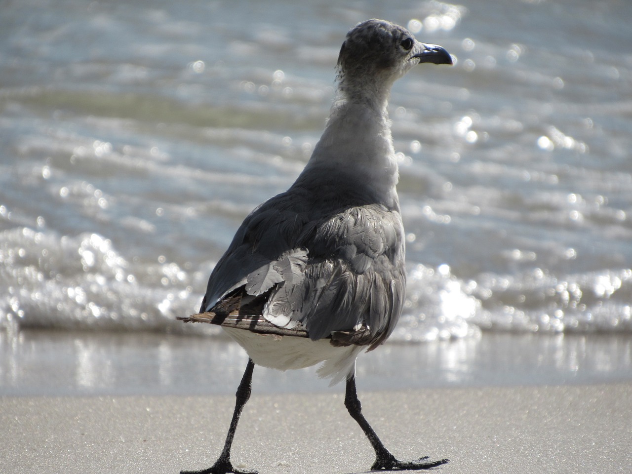 seagull white gray free photo