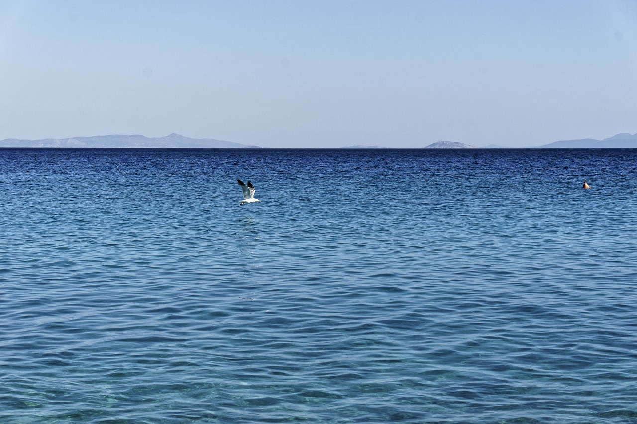 seagull flying freedom free photo