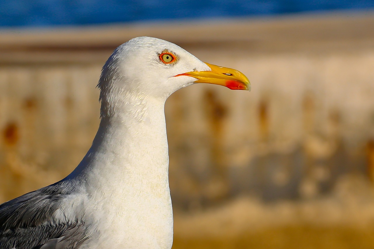 seagull animal bird free photo