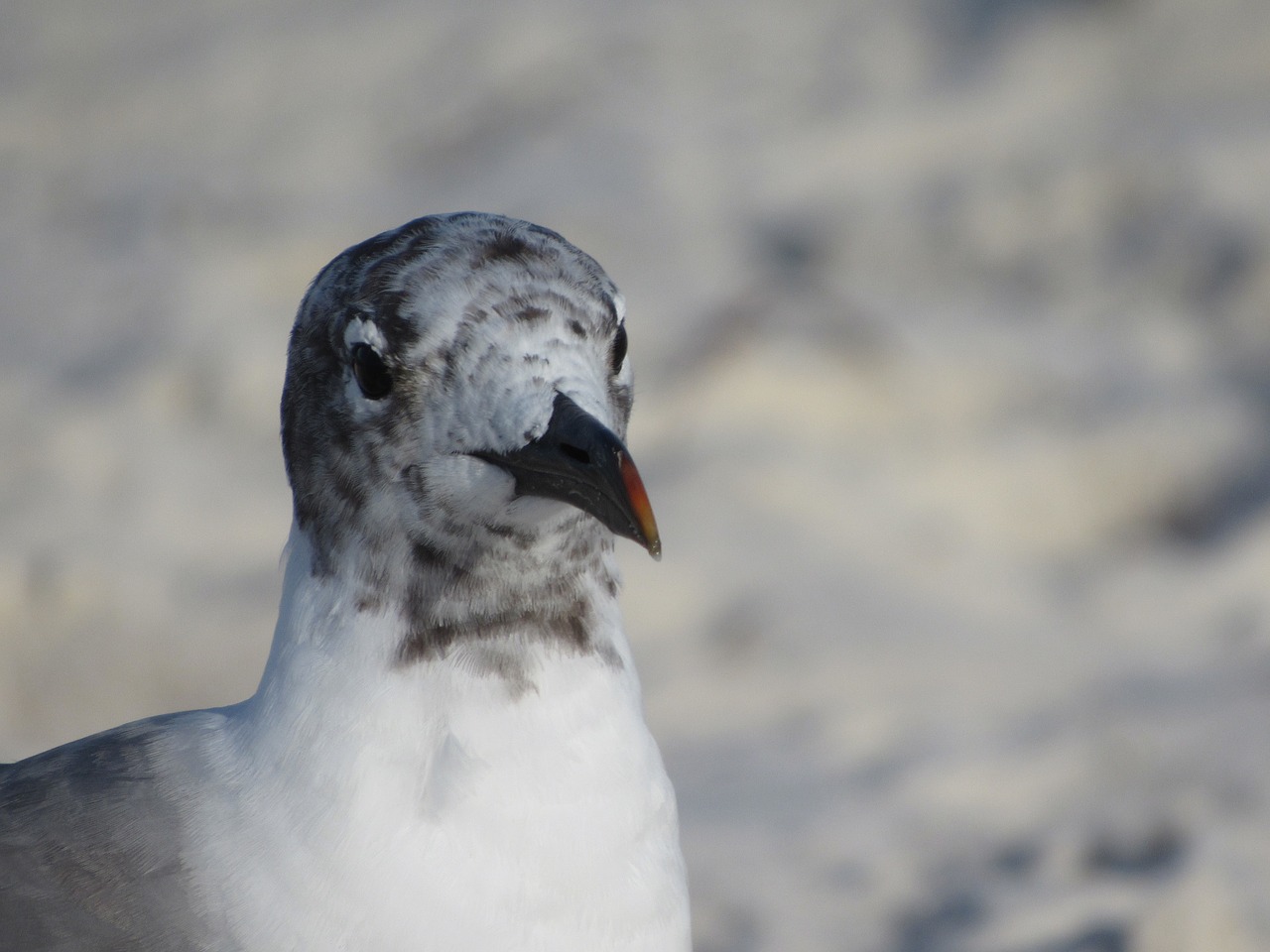 seagull beach sand free photo