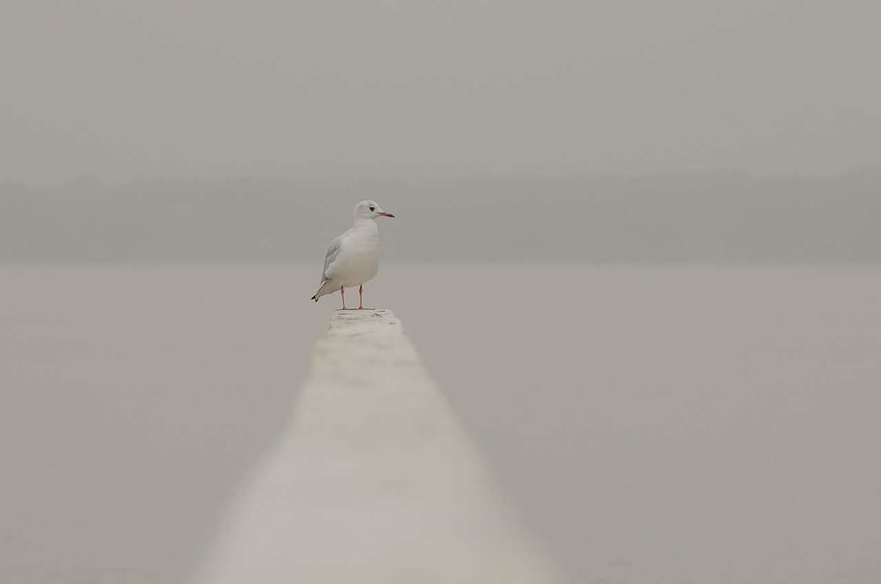 seagull bird sea free photo