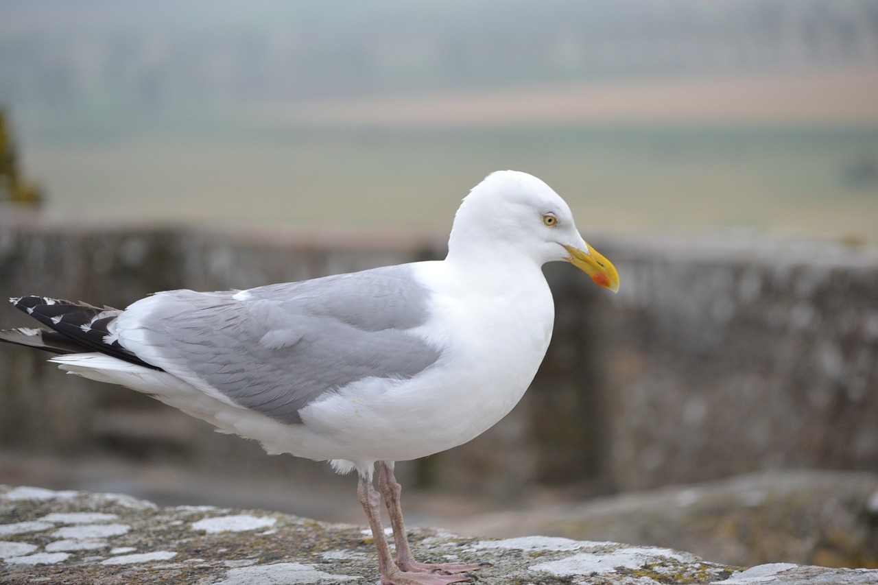 seagull ave bird free photo