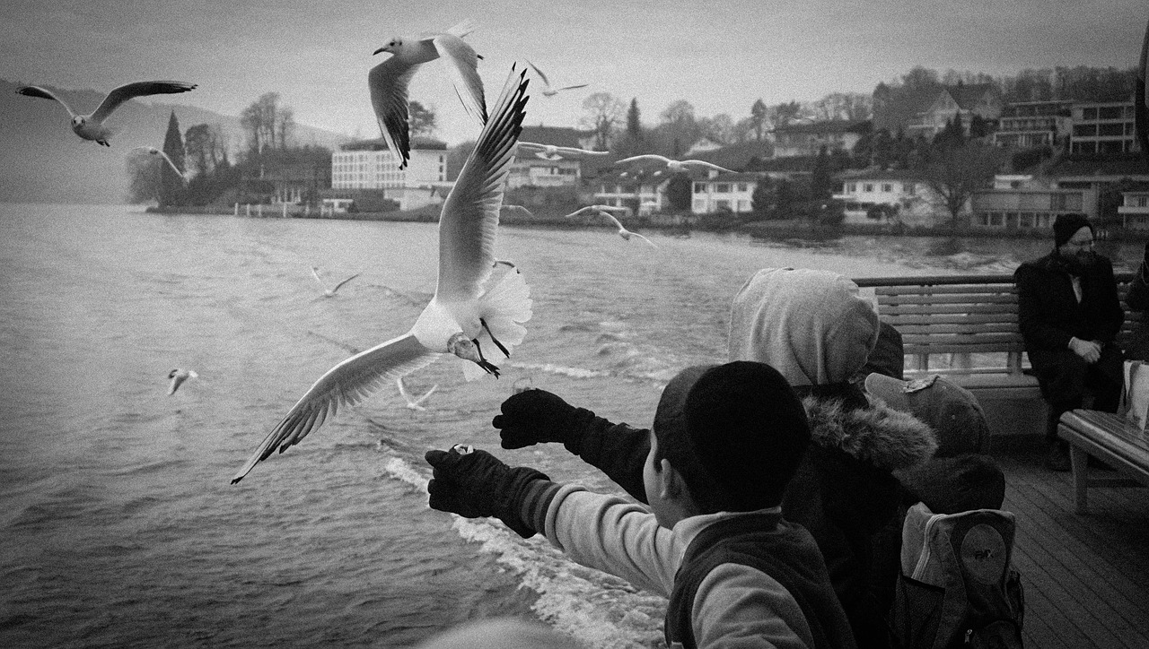 seagull children ship free photo