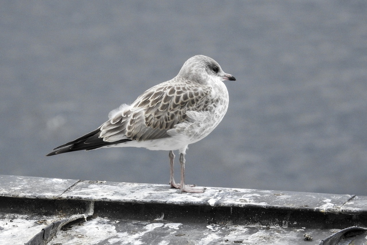 seagull young bird finland free photo